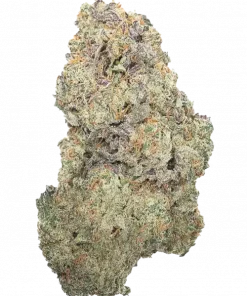 Vanilla Créme Pie, vanilya aroması ve rahatlatıcı etkisiyle öne çıkan indica dominant bir türdür. Stres ve ağrı için ideal. Genetik yapısını keşfedin.