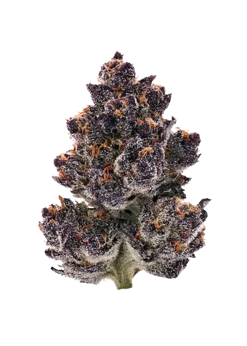 Vanta Black, topraksı ve yakıtımsı aromalarıyla öne çıkan Indica dominant bir türdür. Mutluluk ve rahatlama sunar. Genetik yapısını keşfedin.