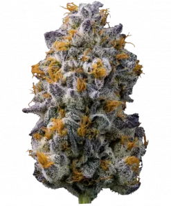 Velvet Cream, yakıtımsı ve narenciye aromalarıyla öne çıkan dengeli bir hibrit türdür. Yüksek verimi ve dengeli etkileriyle dikkat çeker. Genetik özelliklerini keşfedin.