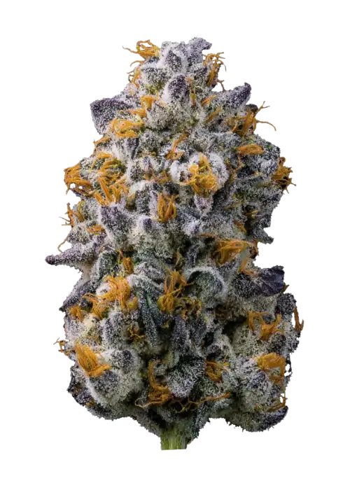 Velvet Cream, yakıtımsı ve narenciye aromalarıyla öne çıkan dengeli bir hibrit türdür. Yüksek verimi ve dengeli etkileriyle dikkat çeker. Genetik özelliklerini keşfedin.