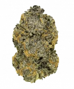 Velvet Lushers, yakıtımsı ve kremsi notalarıyla öne çıkan Indica dominant bir türdür. Stres ve anksiyeteye karşı potansiyel faydalarını keşfedin. Hemen görüntüleyin.