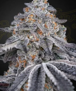 Velvet Moon Feminized Esrar Tohumu (Green House Seed Co.)