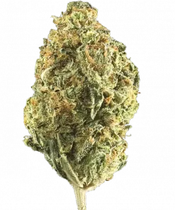 Velvet Pie, tropikal meyve aromaları ve dengeli genetiğiyle öne çıkan bir hibrit türdür. Depresyon ve stresi azaltan etkilerini keşfedin. Hemen görüntüleyin.