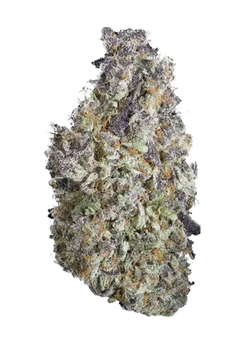 Velvet Smoothie, belirgin kiraz aroması ve dengeli etkileriyle öne çıkan bir indica hibritidir. Uykusuzluğa iyi gelir. Genetik yapısını keşfedin ve görüntüleyin.