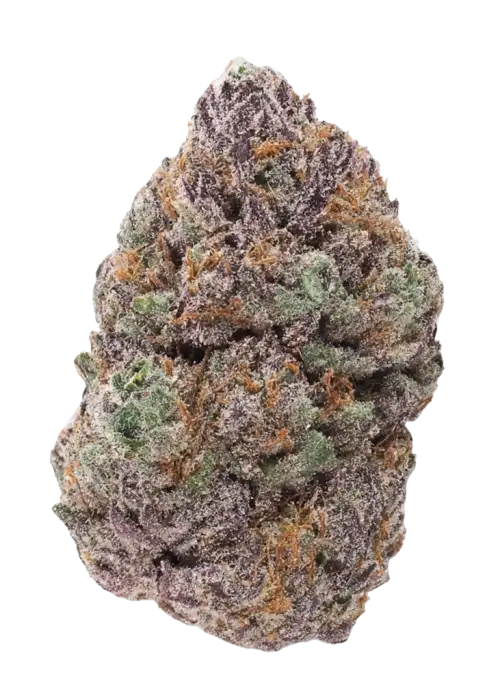 Shuga Seeds Venice Beach, yakıtımsı ve turunçgil aromalarıyla öne çıkan Indica dominant bir türdür. Yüksek verim ve rahatlatıcı etkileri keşfedin.