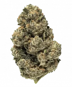 Venom OG, sert yakıtımsı ve kimyasal limon aromaları ile öne çıkan dengeli bir hibrit türdür. Derin rahatlama ve uyku için ideal. Özelliklerini keşfedin.