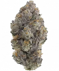 Versace Sour, sert benzin kokusu ve yüksek THC içeriğiyle bilinen dengeli bir hibrit türdür. Yaratıcılığı ve rahatlamayı keşfedin. Şimdi görüntüleyin.