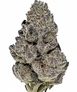 Vice City, yüksek THC ve meyvemsi aromasıyla öne çıkan dengeli bir hibrit türdür. Yüksek verimli genetik yapısını keşfedin ve etkilerini görüntüleyin.