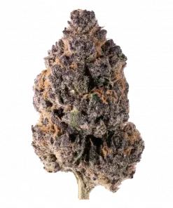 Violet's Crinkle, tatlı meyve ve yakıtımsı aromalarıyla öne çıkan Indica dominant bir türdür. Yüksek THC içeriğiyle rahatlatıcı etkilerini keşfedin ve hemen görüntüleyin.