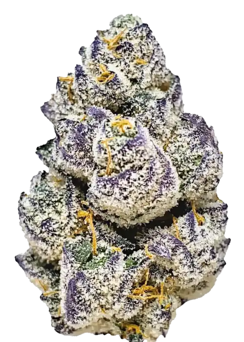 Violet Sky, üzüm aromalı ve yüksek THC'li Indica baskın türdür. Derin rahatlama ve mutluluk sunar. Genetik yapısını keşfedin ve etkilerini görüntüleyin.