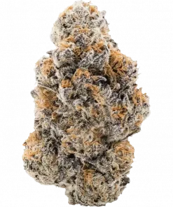 Violet Vixen, üzüm ve yaban mersini aromalı, yüksek THC'li bir Sativa türüdür. Enerji ve yaratıcılık veren etkileriyle öne çıkar. Genetik yapısını keşfedin.