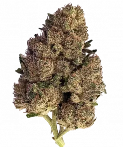 Violeta, odunsu ve narenciye aromalarıyla öne çıkan Indica baskın bir türdür. THC içeriğiyle yaratıcı ve rahatlatıcı etkiler sunar. Özelliklerini keşfedin.