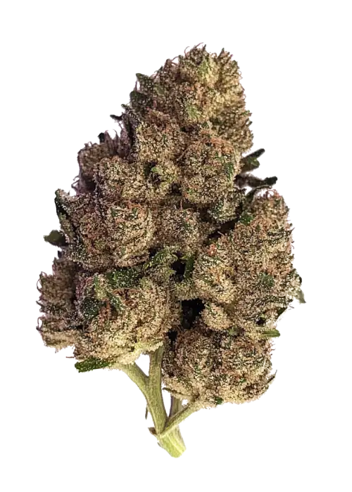 Violeta, odunsu ve narenciye aromalarıyla öne çıkan Indica baskın bir türdür. THC içeriğiyle yaratıcı ve rahatlatıcı etkiler sunar. Özelliklerini keşfedin.