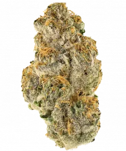 Vitamin C, kimyasal limon aroması ve kiraz notalarıyla öne çıkan dengeli bir hibrit türdür. Ağrı ve iltihaplanma için ideal. Genetik yapısını keşfedin.