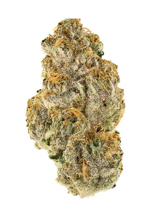 Vitamin C, kimyasal limon aroması ve kiraz notalarıyla öne çıkan dengeli bir hibrit türdür. Ağrı ve iltihaplanma için ideal. Genetik yapısını keşfedin.