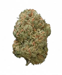 Vlad the Inhaler, sert yakıtımsı aroması, tropikal meyve notaları ve THC oranıyla öne çıkan dengeli bir hibrit türdür. Genetik yapısını ve etkilerini keşfedin.