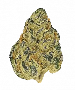 Wagyu, toprak ve yakıtımsı aromaları ile yüksek THC sunan dengeli bir hibrit türdür. Rahatlatıcı etkileriyle öne çıkar. Bu eşsiz türü keşfedin.