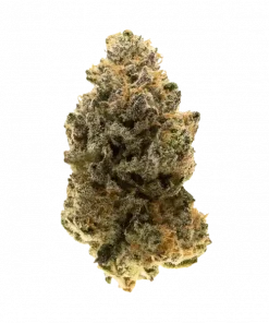 Waiting Game, tatlı meyve aromaları ve yüksek THC içeriğiyle bilinen Sativa baskın bir türdür. Canlandırıcı etkileriyle öne çıkar. Özelliklerini keşfedin.