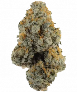 Wappa, tatlı meyve aroması ve rahatlatıcı etkisiyle bilinen, THC'li indica baskın bir türdür. Bu eşsiz türün genetik yapısını keşfedin ve etkilerini görüntüleyin.