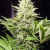 Wappa Feminized Esrar Tohumu (Paradise Seeds)