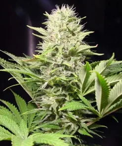 Wappa Feminized Esrar Tohumu (Paradise Seeds)