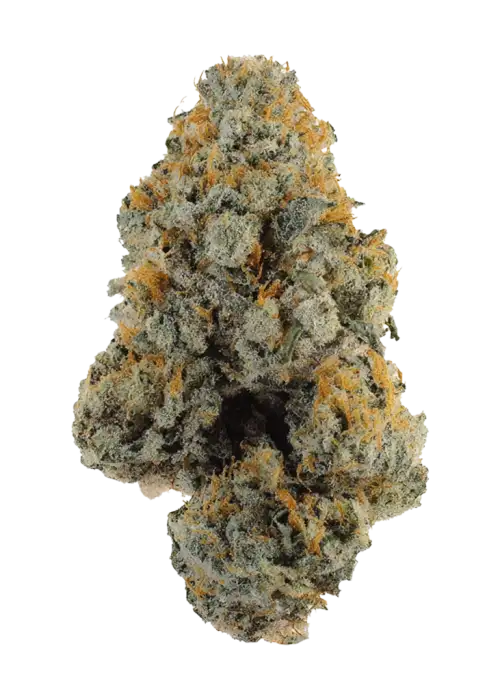 Wappa, tatlı meyve aroması ve rahatlatıcı etkisiyle bilinen, THC'li indica baskın bir türdür. Bu eşsiz türün genetik yapısını keşfedin ve etkilerini görüntüleyin.