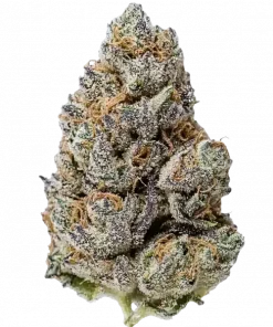 War Pigs, sert yakıtımsı aroması ve yüksek enerjisiyle bilinen Sativa baskın bir türdür. Mephisto Genetics imzalı bu özel türü keşfedin ve özelliklerini görüntüleyin.