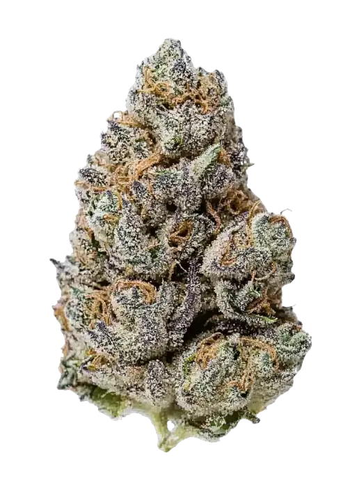 War Pigs, sert yakıtımsı aroması ve yüksek enerjisiyle bilinen Sativa baskın bir türdür. Mephisto Genetics imzalı bu özel türü keşfedin ve özelliklerini görüntüleyin.