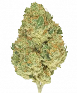 Wazabi, yakıtımsı ve narenciye aromalarıyla öne çıkan dengeli bir hibrit türdür. Yüksek THC içeriğiyle derin rahatlama sağlar. Wazabi'nin genetik yapısını keşfedin.
