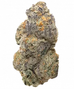 Washing Machine, tatlı ve yakıtımsı aromasıyla öne çıkan dengeli bir hibrit türdür. Enerji veren etkilerini ve genetik yapısını keşfedin.