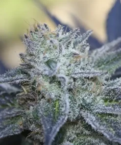 Washing Machine Feminized Esrar Tohumu (Ripper Seeds)