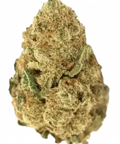 Watermelon, tatlı karpuz aroması ve rahatlatıcı etkisiyle öne çıkan indica baskın bir türdür. Huzur veren genetik yapısını keşfedin ve hemen görüntüleyin.