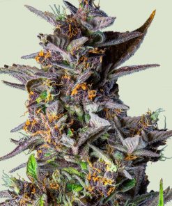 Watermelon Auto Fem Esrar Tohumu (Royal Queen Seeds)