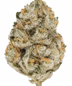 Watermelon Gelato, tatlı karpuz aroması ve rahatlatıcı etkileriyle bilinen indica dominant bir türdür. Yüksek THC içeriğiyle öne çıkar. Özelliklerini keşfedin.