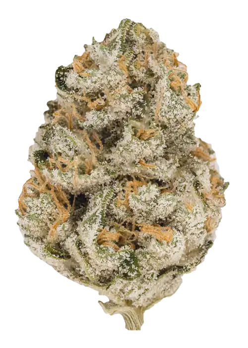 Watermelon Gelato, tatlı karpuz aroması ve rahatlatıcı etkileriyle bilinen indica dominant bir türdür. Yüksek THC içeriğiyle öne çıkar. Özelliklerini keşfedin.