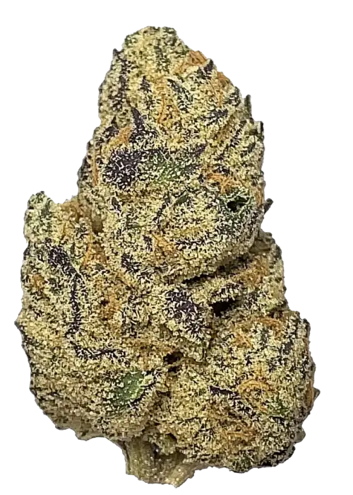 Watermelon Mimosa, kavun aromaları ve yüksek THC içeriğiyle öne çıkan Indica dominant bir türdür. Spazmlara karşı potansiyel etkilerini keşfedin ve genetik yapısını görüntüleyin.