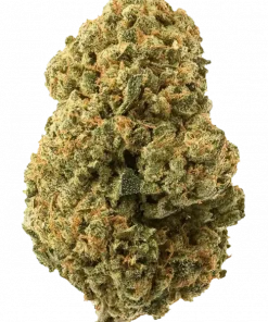 Watermelon Punch, yaban mersini aromaları ve 'a varan THC içeriğiyle öne çıkan Indica dominant bir türdür. Derin rahatlama ve mutluluk için genetik yapısını keşfedin.