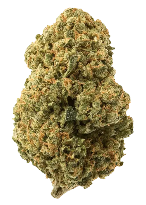 Watermelon Punch, yaban mersini aromaları ve 'a varan THC içeriğiyle öne çıkan Indica dominant bir türdür. Derin rahatlama ve mutluluk için genetik yapısını keşfedin.