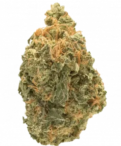 Watermelon Rancher, tatlı aroması ve yüksek enerjisiyle bilinen Sativa baskın bir türdür. Depresyon ve yorgunluk için ideal. Genetik yapısını keşfedin.