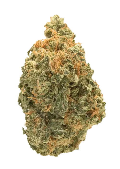 Watermelon Rancher, tatlı aroması ve yüksek enerjisiyle bilinen Sativa baskın bir türdür. Depresyon ve yorgunluk için ideal. Genetik yapısını keşfedin.