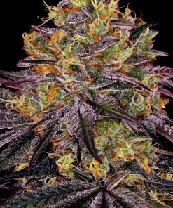 Watermelon Zkittlez Feminized Esrar Tohumu (Barney's Farm)