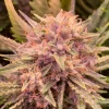 Wedding Cake Auto Fem Esrar Tohumu (Barney's Farm)