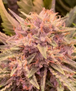 Wedding Cake Auto Fem Esrar Tohumu (Barney's Farm)