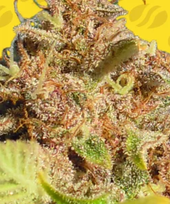 Wedding Cake Auto Fem Esrar Tohumu (Original Sensible Seeds)