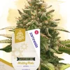 Wedding Cake Auto Fem Esrar Tohumu (Zamnesia Seeds)