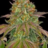Wedding Cake Feminized Esrar Tohumu (Barney's Farm)