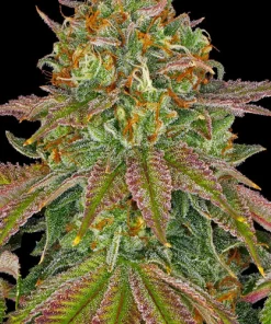 Wedding Cake Feminized Esrar Tohumu (Barney's Farm)