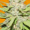 Wedding Cake Feminized Esrar Tohumu (Original Sensible Seeds)