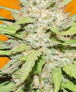 Wedding Cake Feminized Esrar Tohumu (Original Sensible Seeds)