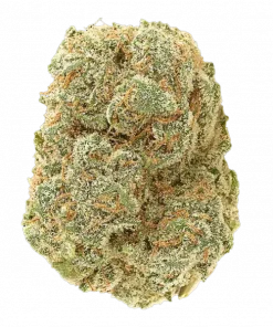 Wedding Cheesecake Auto, meyvemsi aroması ve 'e varan THC içeriğiyle öne çıkan Sativa baskın bir türdür. Hızlı çiçeklenme özelliğiyle bu eşsiz türü keşfedin.